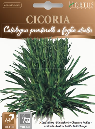 SEMI CICORIA CATALOGNA PUNTARELLE A FOGLIA STRETTA ORTOVIVO