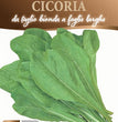 CICORIA DA TAGLIO BIONDA A FOGLIE LARGHE