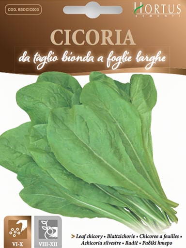 CICORIA DA TAGLIO BIONDA A FOGLIE LARGHE