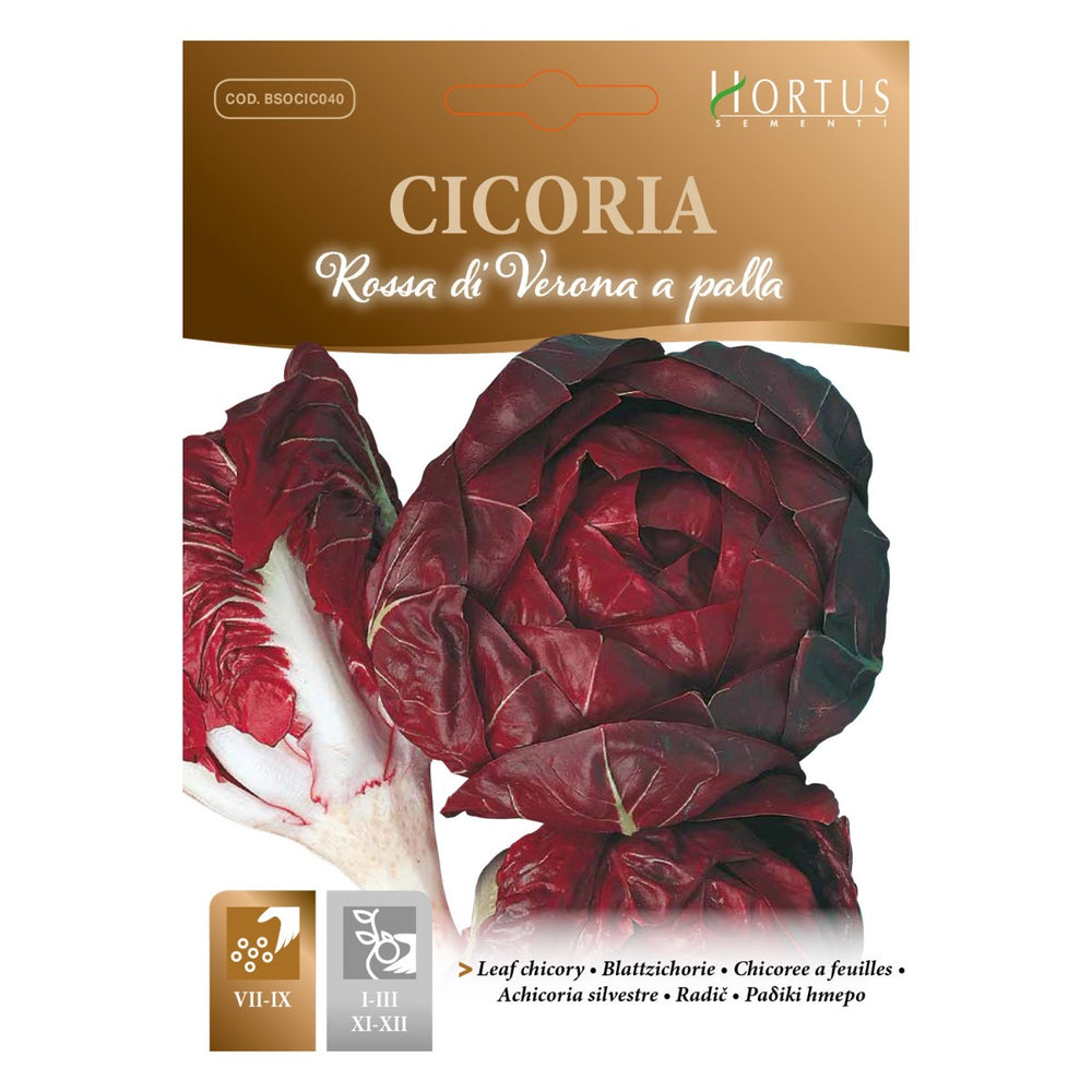 SEMI CICORIA ROSSA DI VERONA A PALLA ZORZI