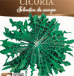 CICORIA SELVATICA DA CAMPO