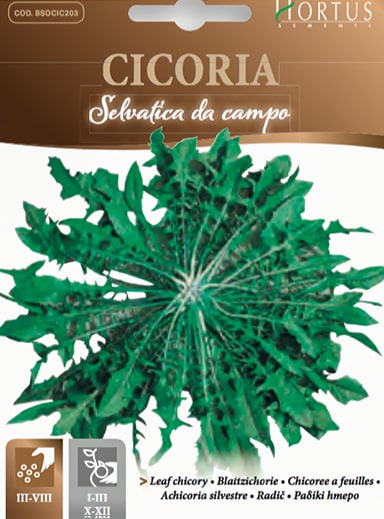 CICORIA SELVATICA DA CAMPO