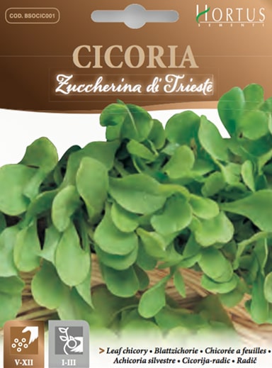 CICORIA ZUCCHERINA DI TRIESTE