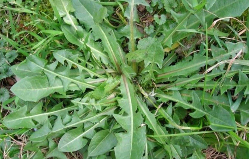 SEMI CICORIA SELVATICA DA CAMPO ZORZI