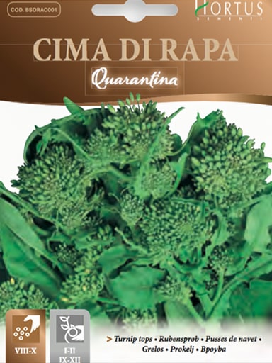 CIMA DI RAPA QUARANTINA TESTA GROSSA