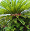 Concime per cycas e palma Flortis