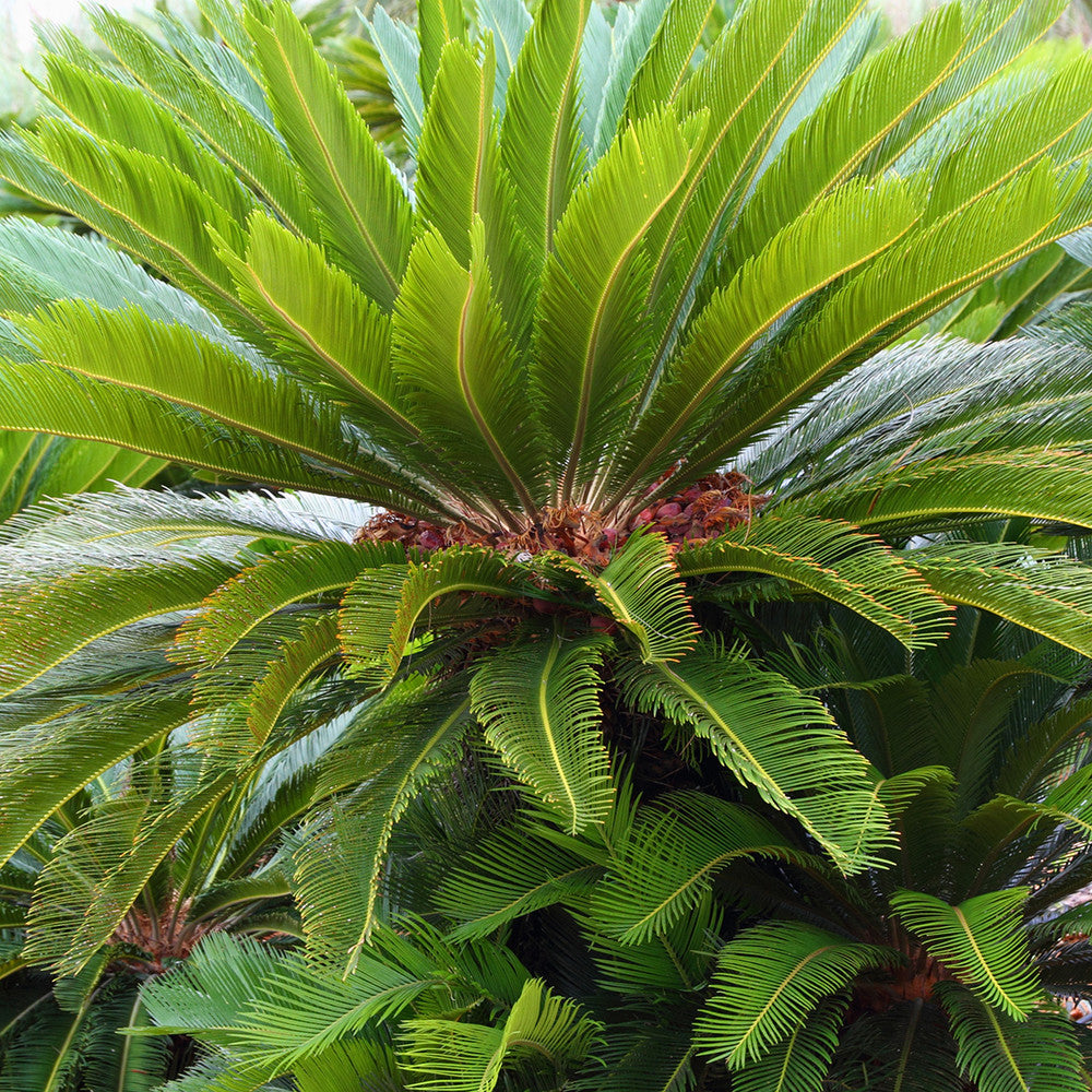 Concime per cycas e palma Flortis