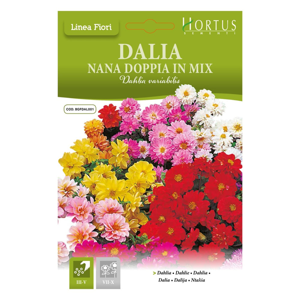 DALIA NANA DOPPIA IN MIX