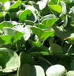 Semi prato dichondra repens da 1 kg. Bottos