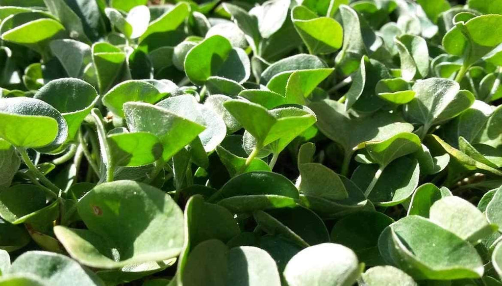 SEMI PRATO DICHONDRA REPENS GR.100 BOTTOS