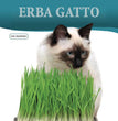 ERBA GATTO
