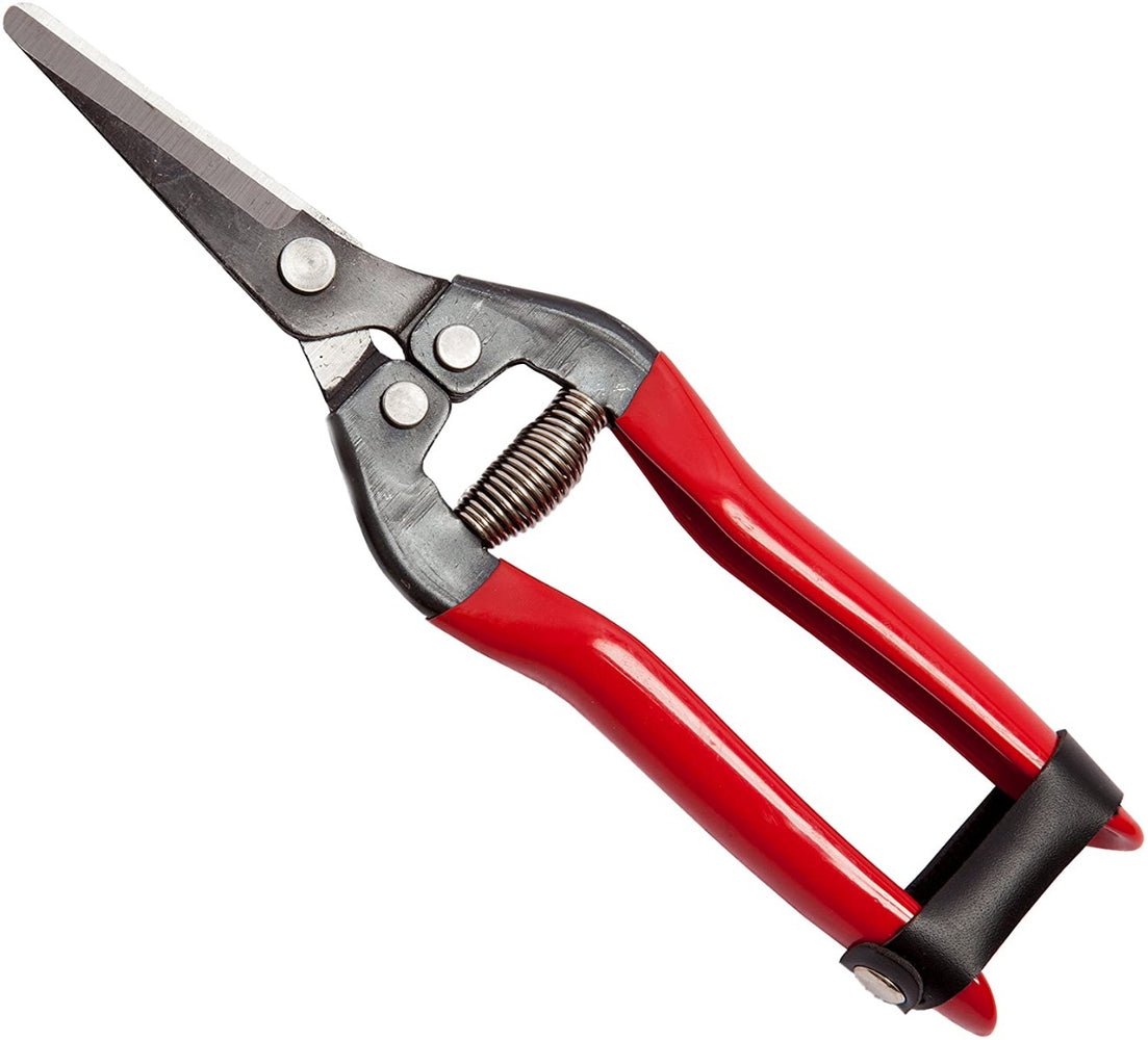FORBICI COGLIUVA CM.19