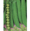 SEMI PISELLO GRANO RUGOSO RONDO DA 500 GR.