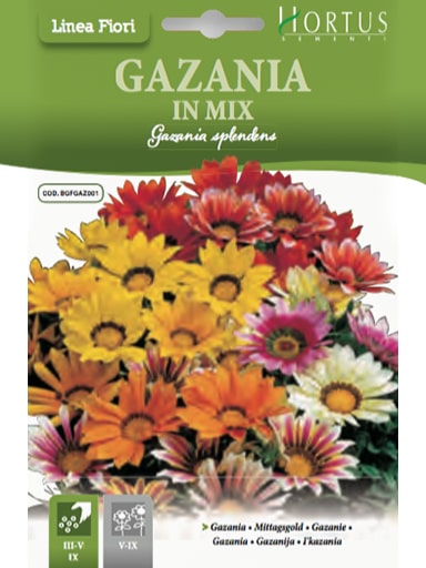 SEMI GAZANIA IN MIX