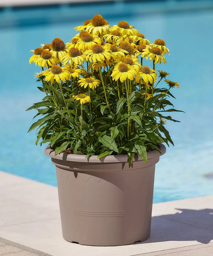 VASO GEO CM.50 TORTORA