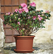 VASO GEO CM.35 TERRACOTTA