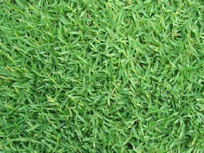 Semi prato gramigna cynodon dactylon da 500 gr. Bottos