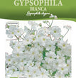 SEMI GYPSOPHILA BIANCA