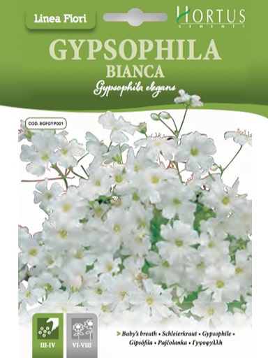 SEMI GYPSOPHILA BIANCA