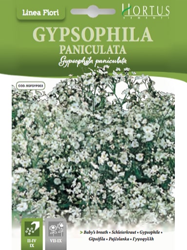 SEMI GYPSOPHILA PANICULATA