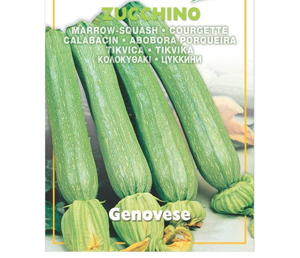 SEMI ZUCCHINO GENOVESE ZORZI