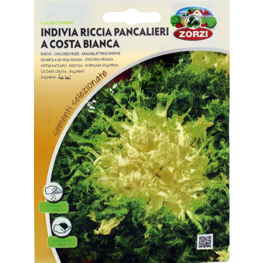 SEMI INDIVIA RICCIA PANCALIERI COSTA BIANCA ZORZI