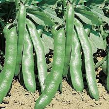 FAVA EXTRA PRECOCE A GRANO BIANCO  1 KG ZORZI