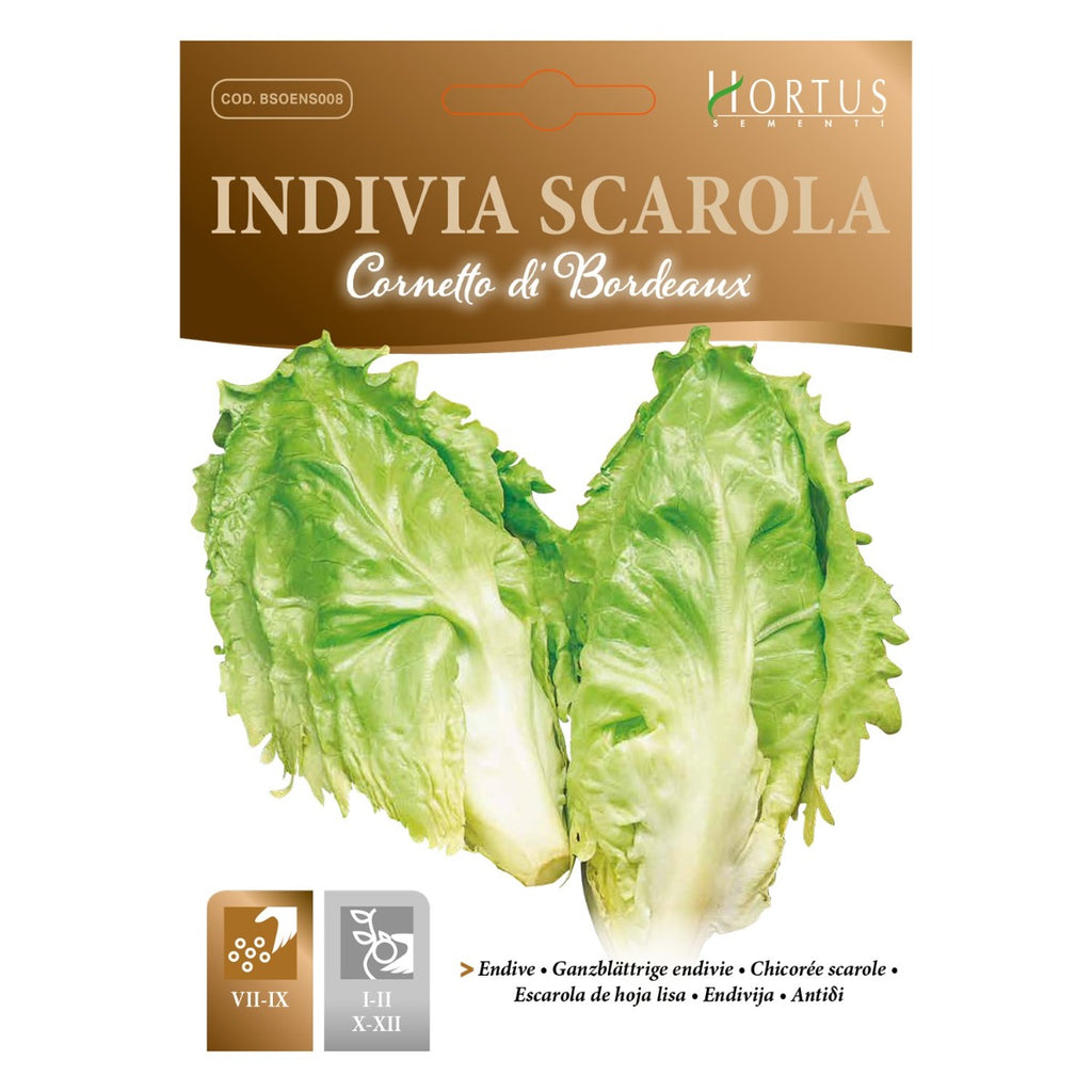 SEMI INDIVIA SCAROLA CORNETTO DI BORDEAUX ZORZI