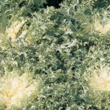 INDIVIA RICCIA CUOR D'ORO ZORZI