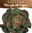 LATTUGA MERAVIGLIA DELLE 4 STAGIONI
