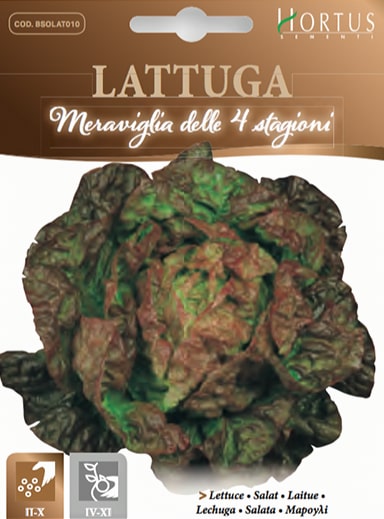 LATTUGA MERAVIGLIA DELLE 4 STAGIONI