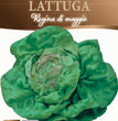 LATTUGA REGINA DI MAGGIO