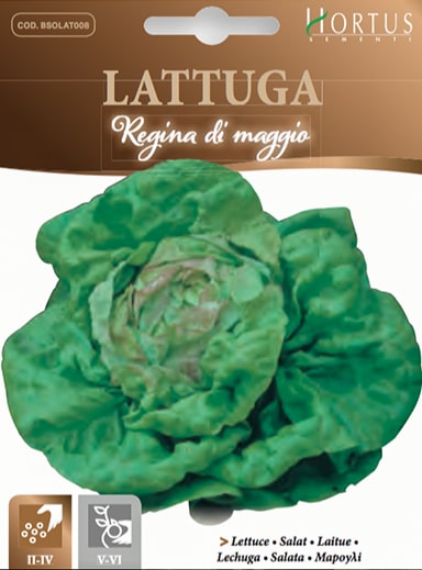LATTUGA REGINA DI MAGGIO