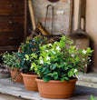 CIOTOLA LIBIS CM.35 CON SOTTO VASO MONTATO TERRACOTTA