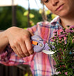 FORBICE VIGNA LILLA P26 FISKARS