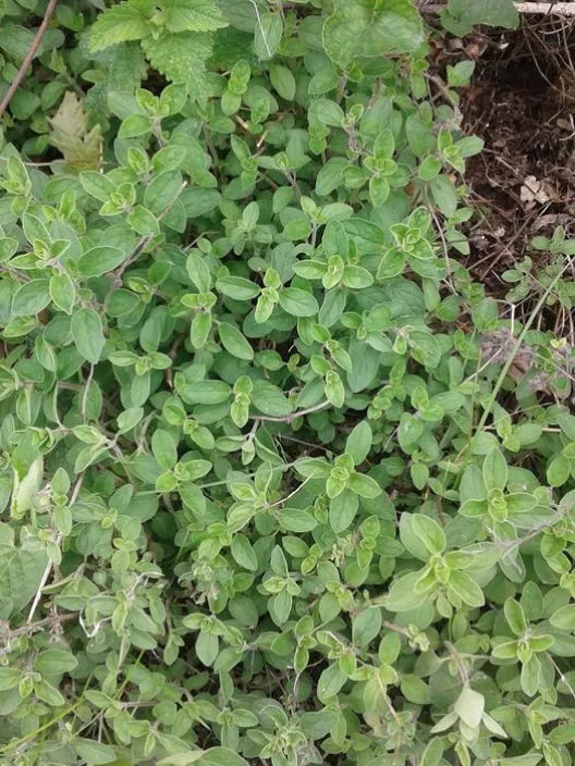 SEMI MAGGIORANA GENTILE ALTA' QUALITA' ZORZI