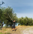 FORBICE AD ASTA TELESCOPICA 170-280 CM DIAM.TAGLIO 35 MM STOCKER