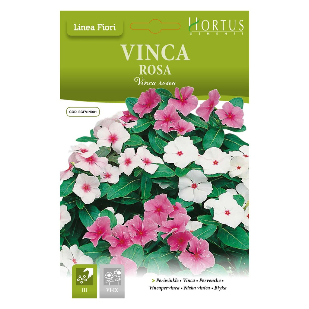 VINCA ROSA