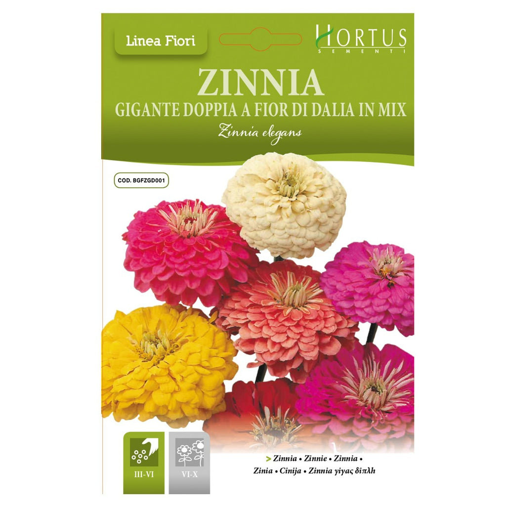 ZINNIA GIGANTE DOPPIA A FIOR DI DALIA IN MIX