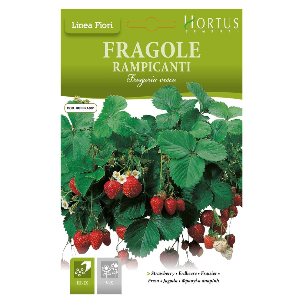 SEMI FRAGOLE FRAGOLA RAMPICANTI ZORZI
