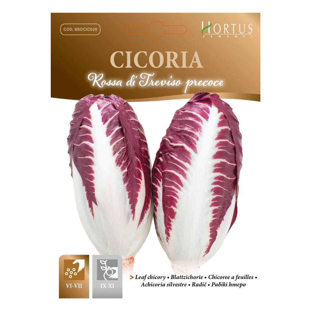 CICORIA ROSSA DI TREVISO PRECOCE