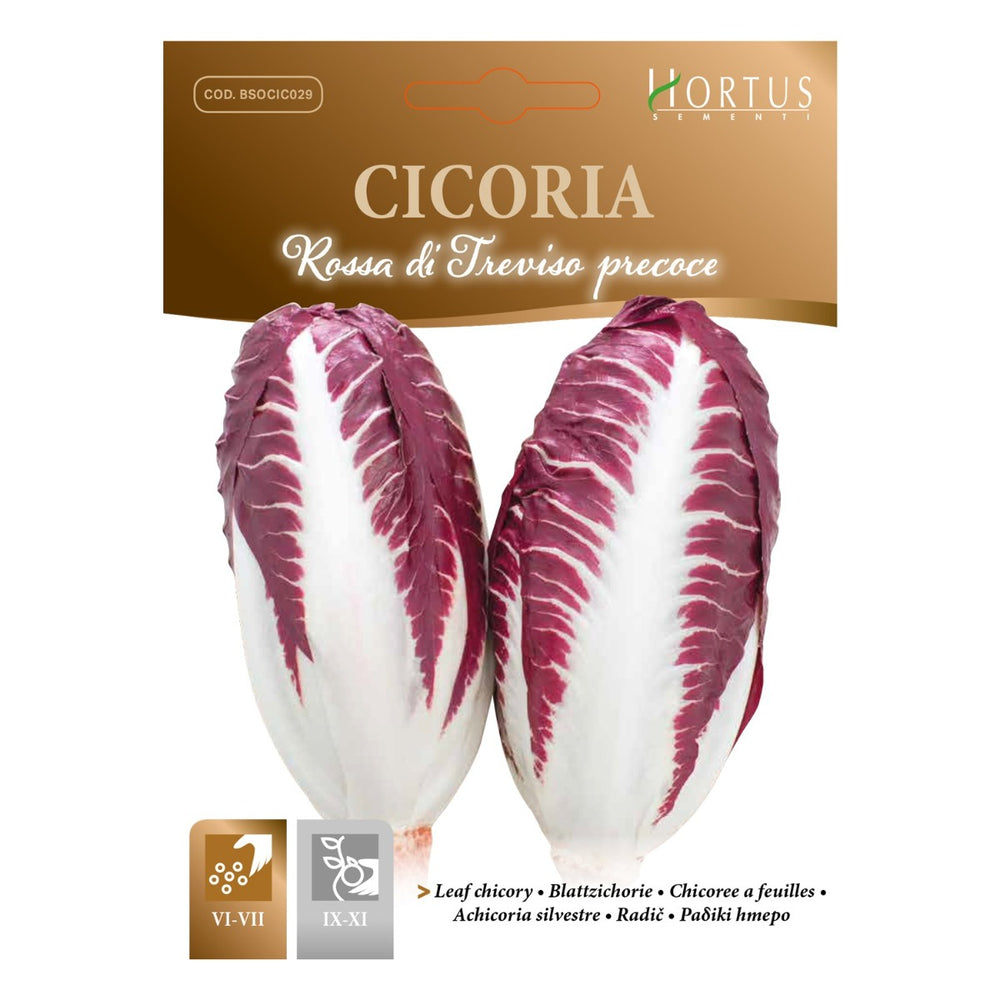 CICORIA ROSSA DI TREVISO PRECOCE