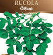 SEMI RUCOLA COLTIVATA