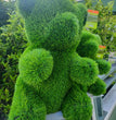 CESPUGLIO SEMPREVERDE A FORMA DI ORSO MISURA M 30X35 H 50 CM