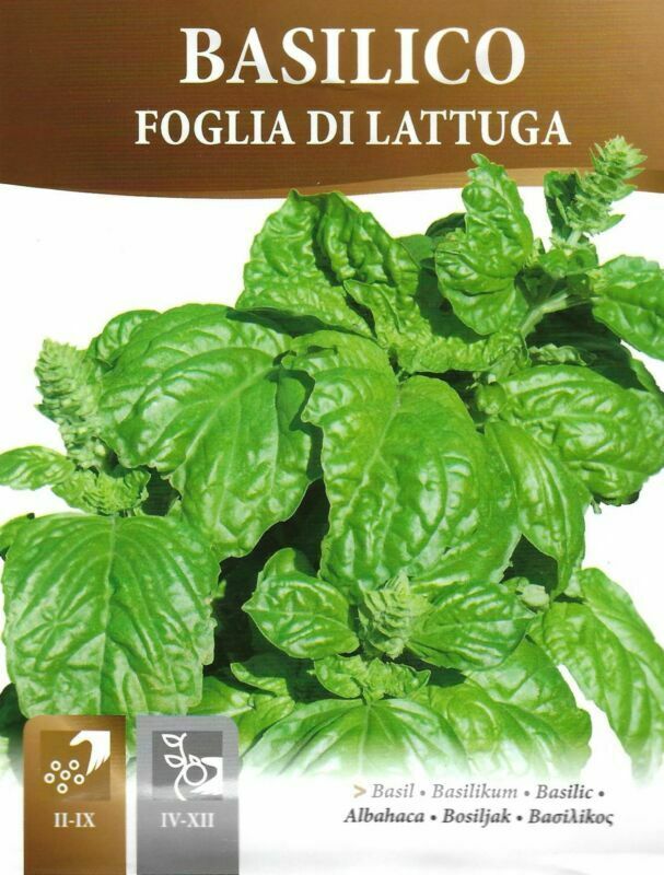 BASILICO FOGLIA DI LATTUGA