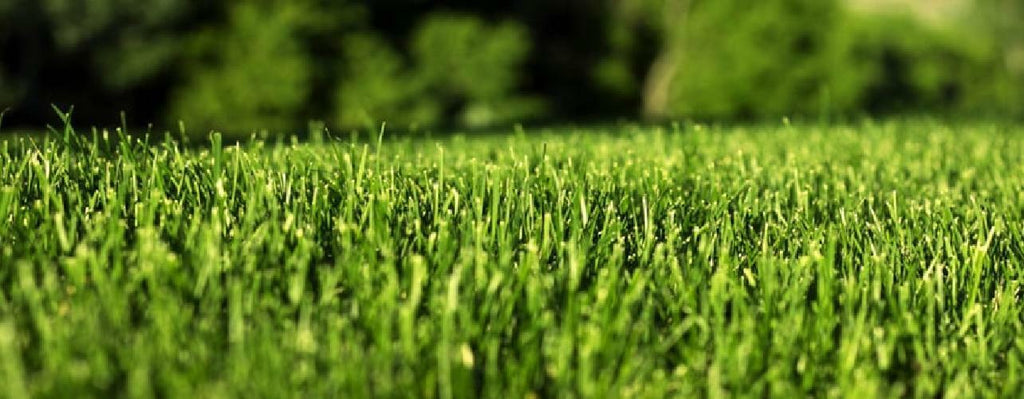 CONCIME MASTER GREEN LIFE FLY DA 1 KG. BOTTOS