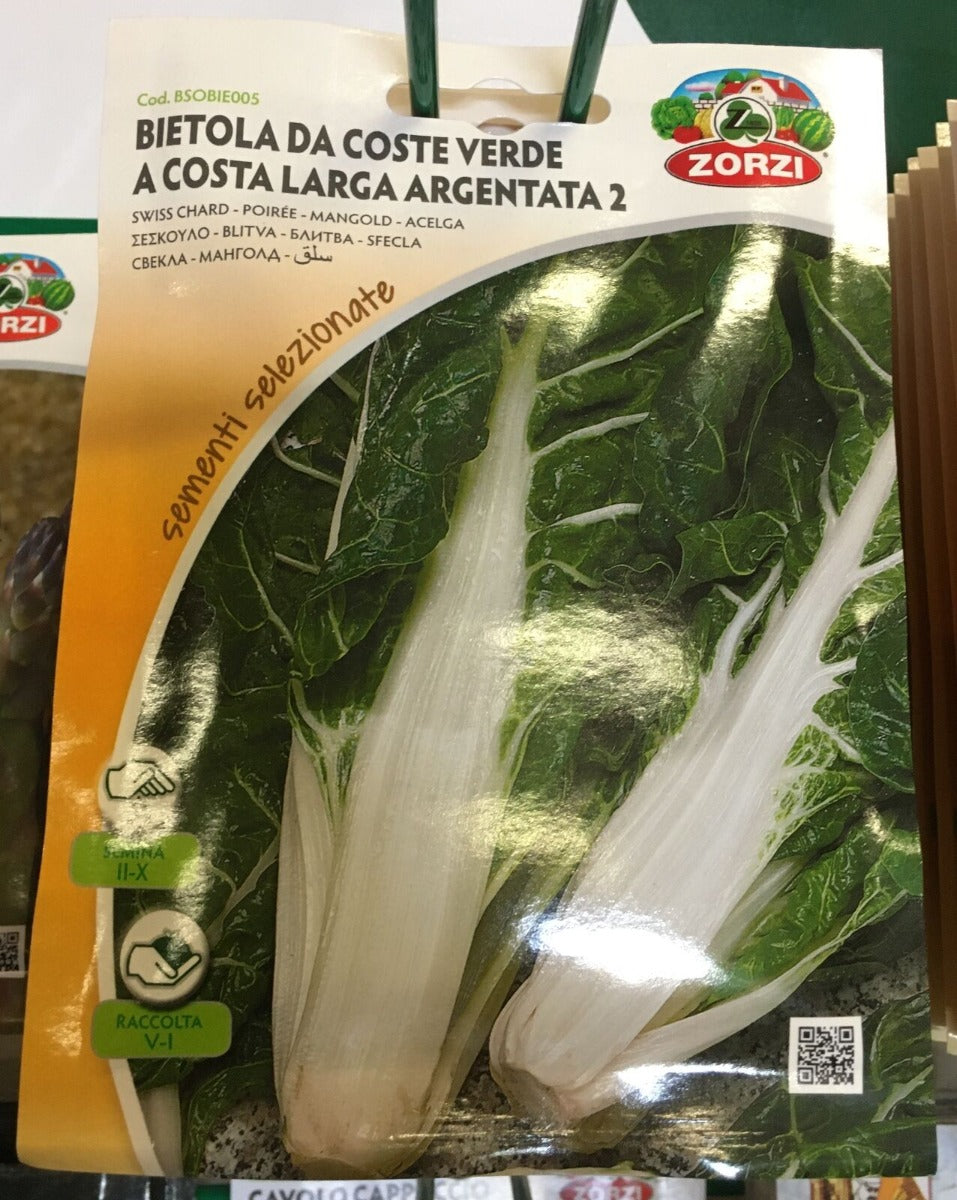 SEMI BIETOLA A COSTA VERDE LARGA ARGENTATA 2  ZORZI