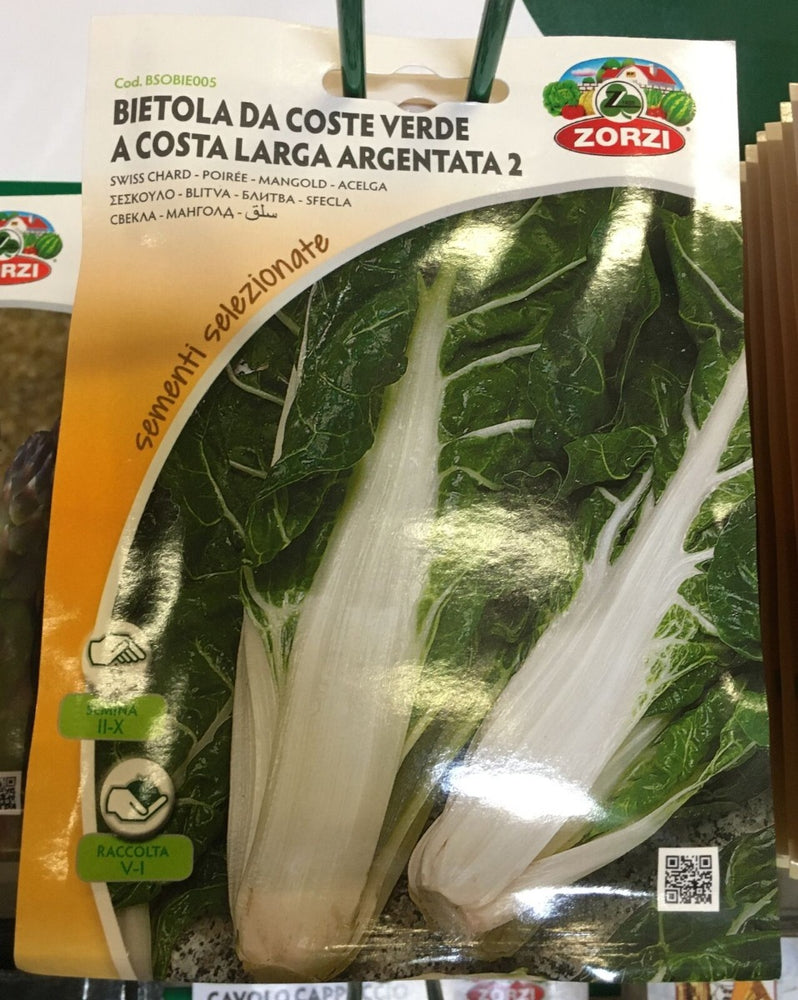 SEMI BIETOLA A COSTA VERDE LARGA ARGENTATA 2  ZORZI