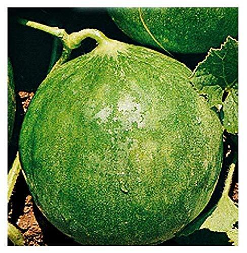 CAROSELLO TONDO DI FASANO (CIANCIUFFO) ZORZI