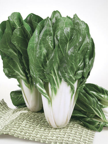 SEMI BIETOLA DA COSTE BARESE DA 500 GR